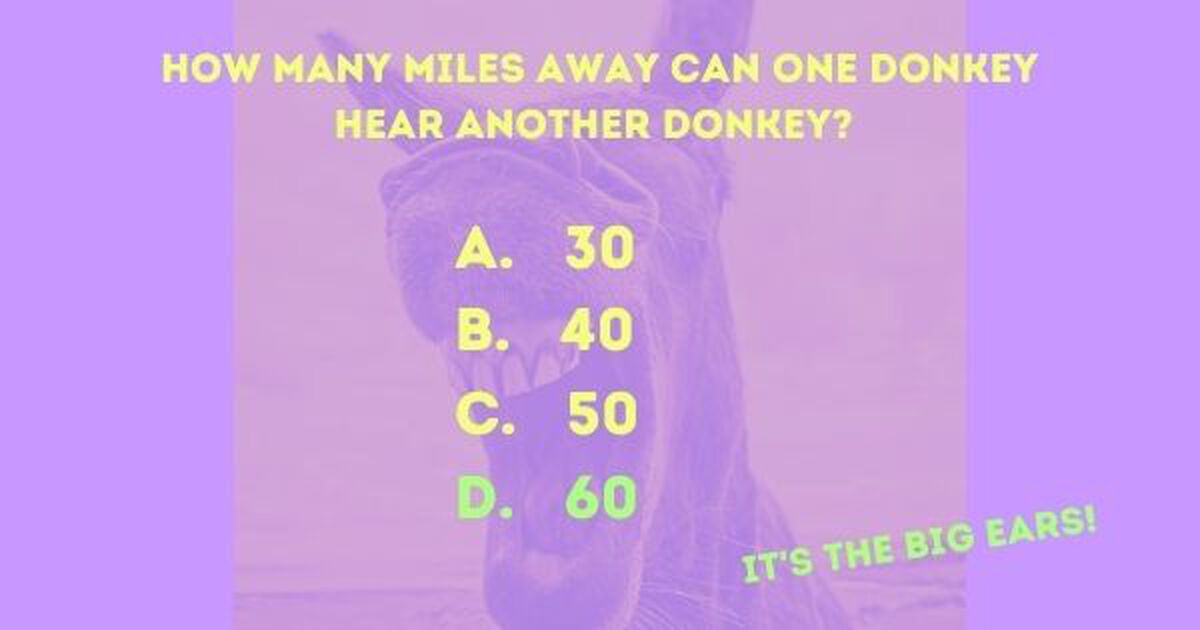 Donkey Trivia image number null